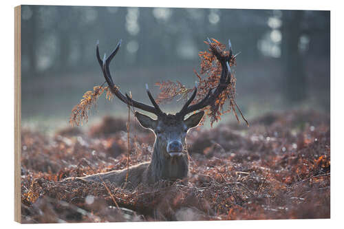 Wood print Deer stag in the brushwood