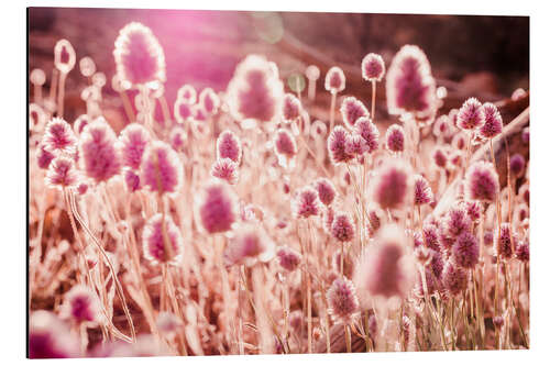 Aluminium print Grasses in Sunlight