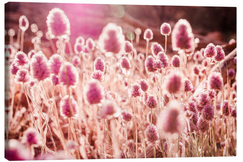 Canvas print Grasses in Sunlight