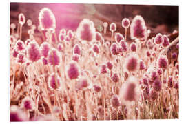 Foam board print Grasses in Sunlight