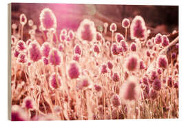 Stampa su legno Grasses in Sunlight