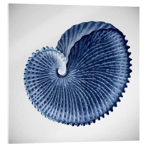 Acrylglasbild Seashell