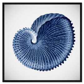 Gerahmter Kunstdruck Seashell
