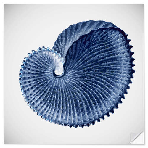 Wall sticker Seashell