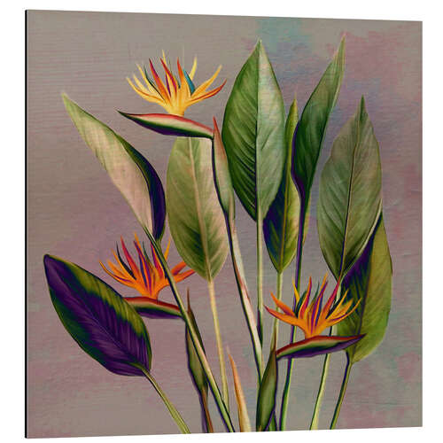 Quadro em alumínio Flor de flamingo - strelitzia