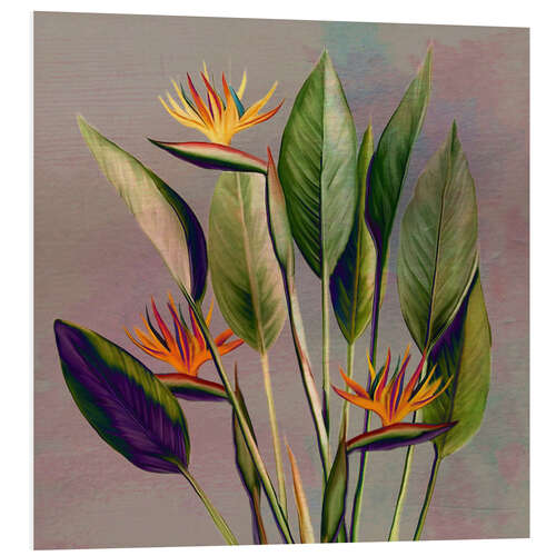 Foam board print Flamingo flower - strelitzia