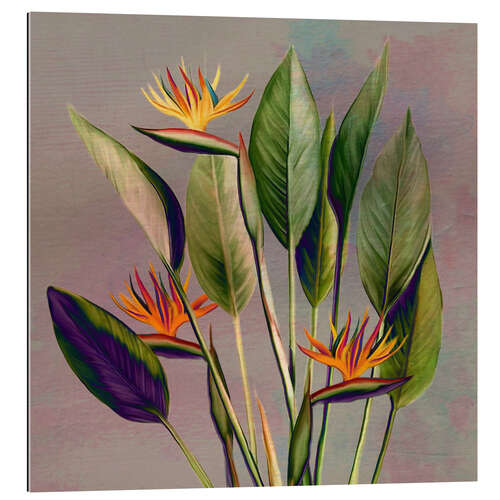 Tableau en plexi-alu Fleur de flamant rose - Strelitzia