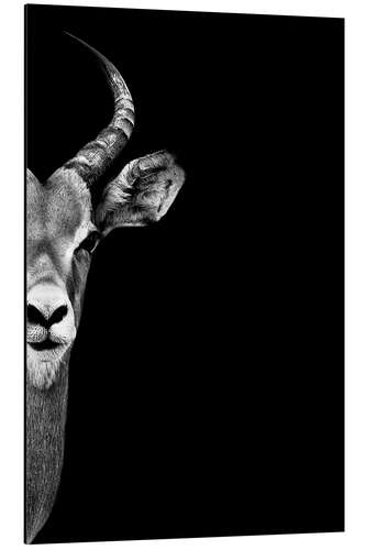 Aluminium print Antelope in profile