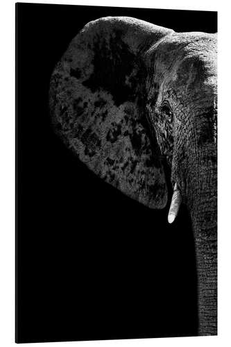 Aluminium print Portrait of an elephant