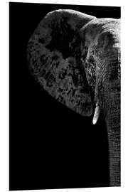 Foam board print Portrait of an elephant