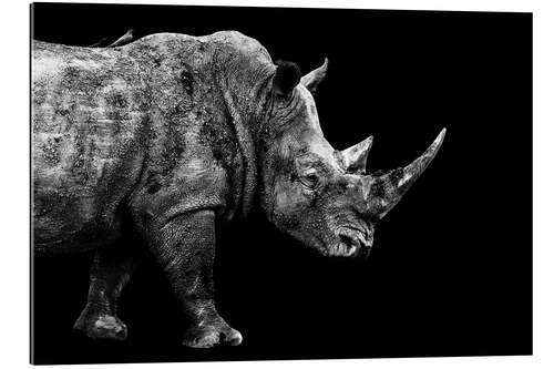 Quadro em plexi-alumínio Safari Profile Collection - Rhino Black Edition