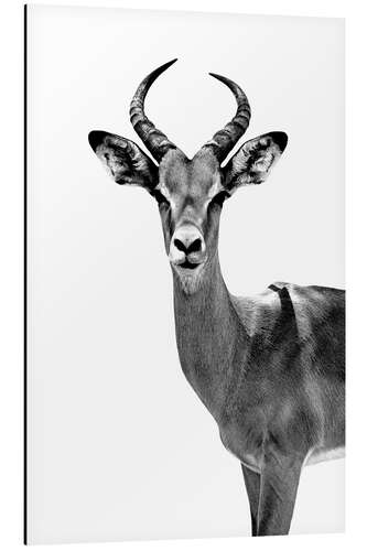 Aluminium print Antelope on white