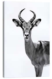 Canvas print Antelope on white