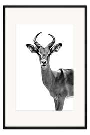 Gerahmter Kunstdruck Antilope auf Weiß