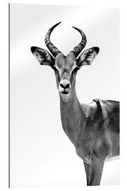 Gallery print Antelope on white