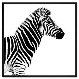 Gerahmter Kunstdruck Zebra auf Weiß