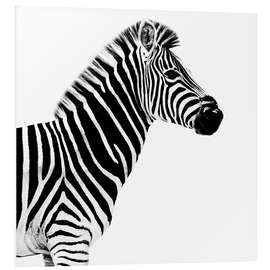 Foam board print Zebra on white