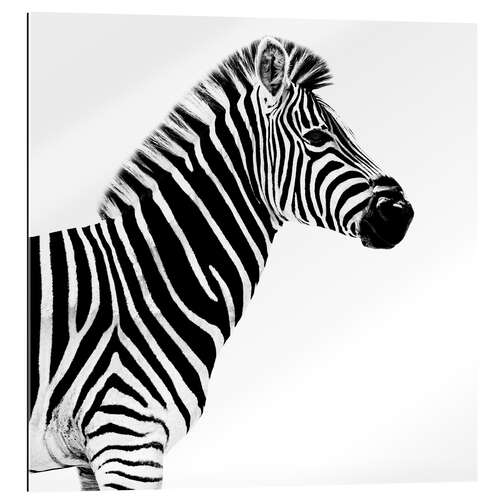 Gallery print Zebra on white