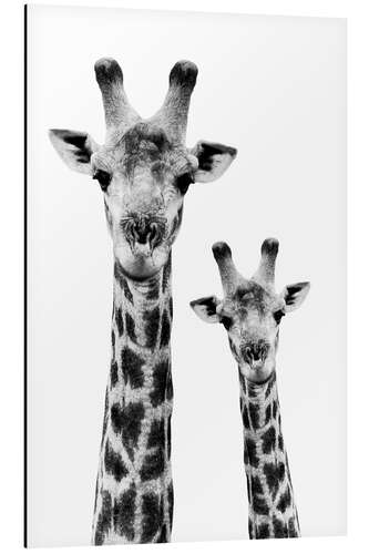 Aluminium print Giraffe and Baby