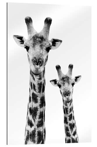 Gallery print Giraffe and Baby