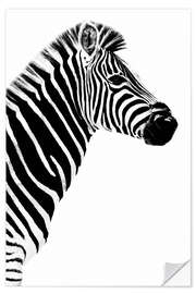 Selvklebende plakat Zebra, hvit bakgrunn