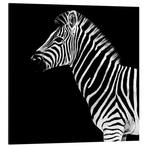 Aluminium print Zebra on black