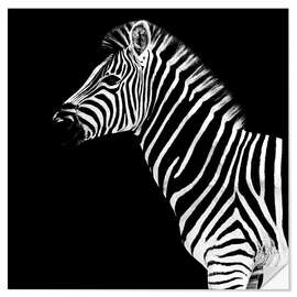 Selvklebende plakat Zebra, svart bakgrunn