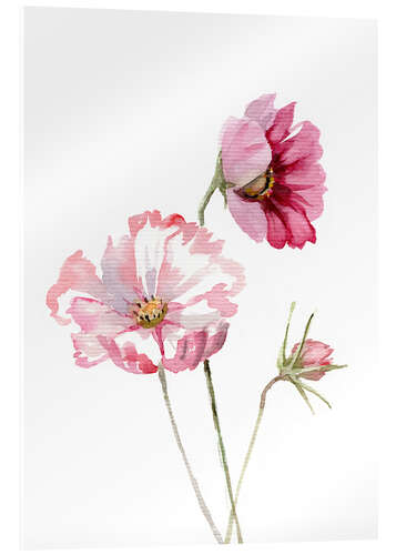 Akrylbillede Cosmos flower