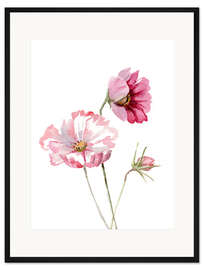 Gerahmter Kunstdruck Kosmea