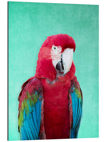 Aluminium print Tropical macaw