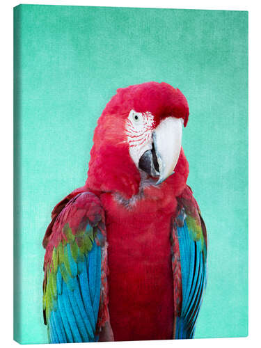 Canvas print Tropical macaw