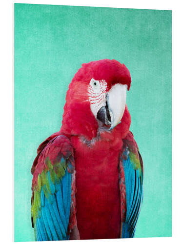 Foam board print Tropical macaw