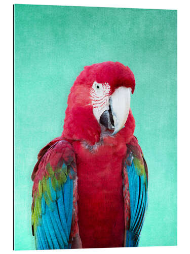 Gallery print Tropical macaw