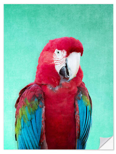 Naklejka na ścianę Tropical macaw