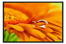 Gerahmter Kunstdruck Gerbera mit Tropfen