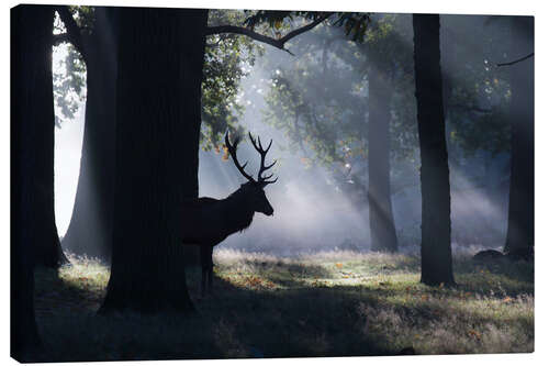 Canvas print Stag in the morning light