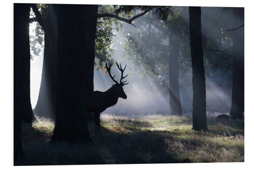 PVC-tavla Stag in the morning light