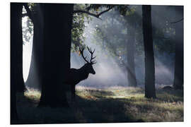 Tableau en PVC Stag in the morning light