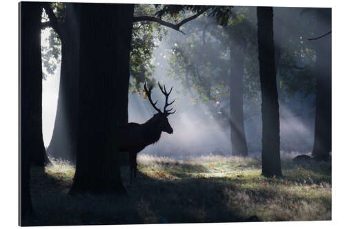 Gallery print Stag in the morning light