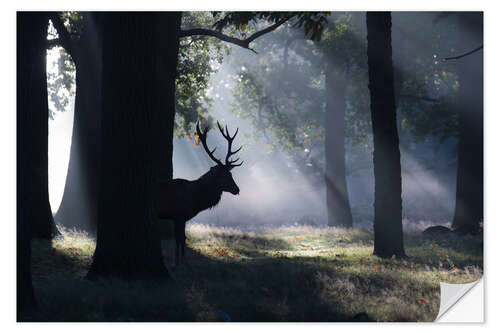 Sticker mural Stag in the morning light
