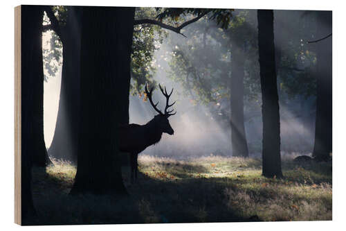 Wood print Stag in the morning light