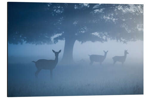 Aluminium print Deer in mist