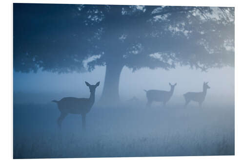 Print på skumplade Deer in mist