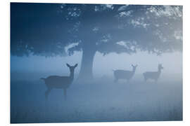 Foam board print Deer in mist