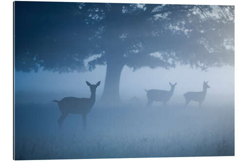 Gallery print Deer in mist