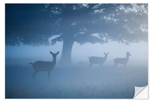 Autocolante decorativo Deer in mist