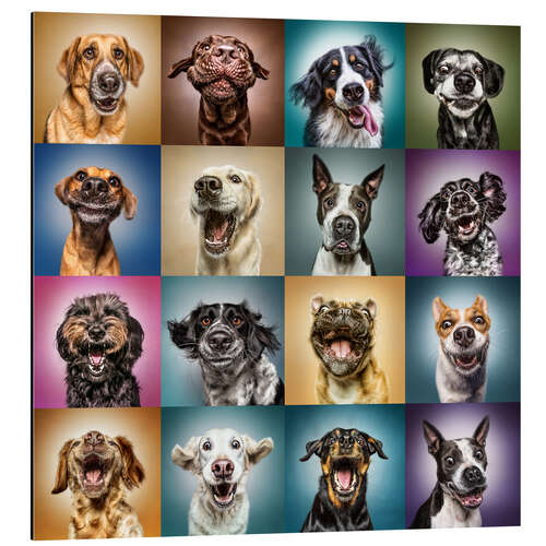 Aluminium print Funny dog faces