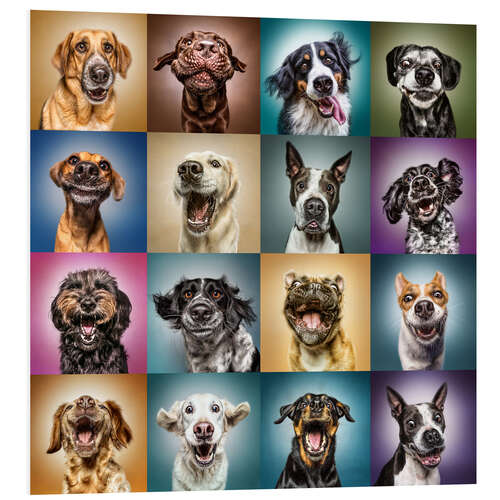 Tableau en PVC Drôles de chiens