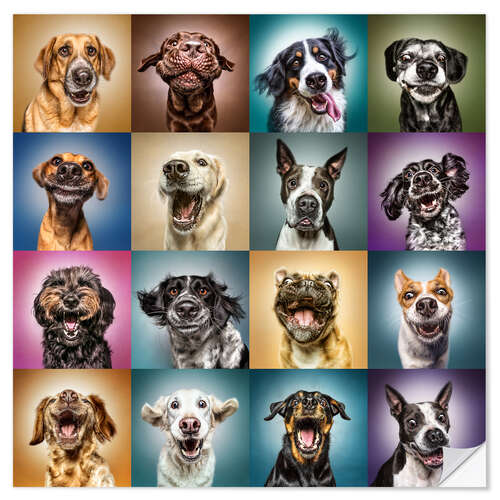 Wall sticker Funny dog faces