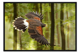 Gerahmter Kunstdruck Greifvogel